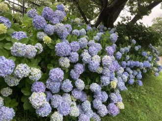 公園だより最新投稿写真