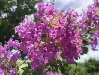 公園だより最新投稿写真