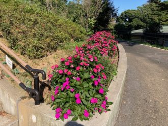 公園だより最新投稿写真