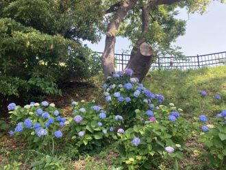 公園だより最新投稿写真