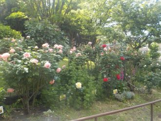 主催イベント：季節のバラの手入れ講座のお知らせの画像