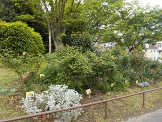 公園だより最新投稿写真