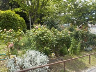 公園だより最新投稿写真