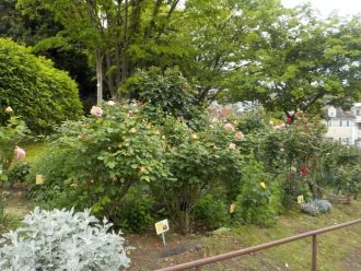 公園だより最新投稿写真