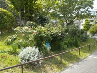 公園だより最新投稿写真