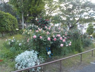 公園だより最新投稿写真