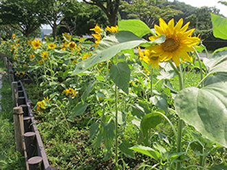 公園の写真