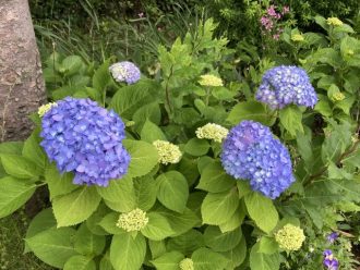 公園だより最新投稿写真