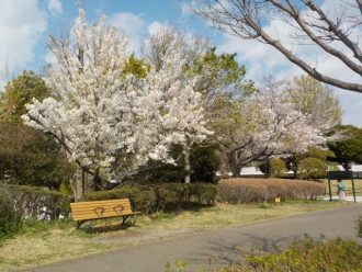 公園だより最新投稿写真