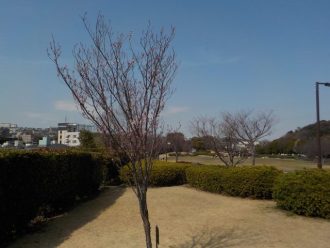公園だより最新投稿写真