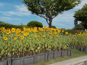 公園だより最新投稿写真
