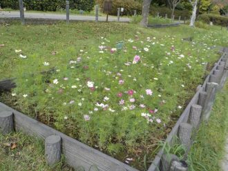 公園だより最新投稿写真