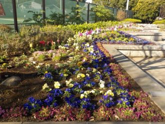 公園だより最新投稿写真