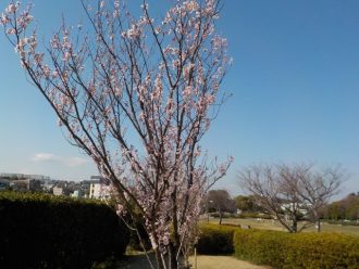 公園だより最新投稿写真