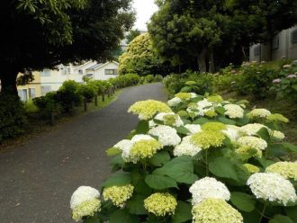 公園だより最新投稿写真