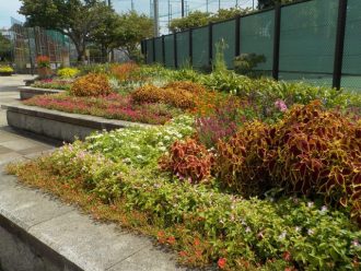 公園だより最新投稿写真