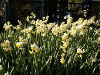 公園だより最新投稿写真