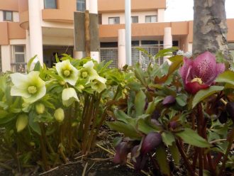 公園だより最新投稿写真