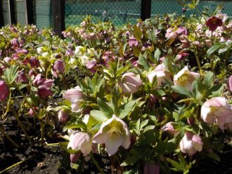 公園だより最新投稿写真