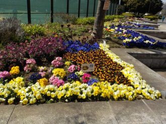 公園だより最新投稿写真