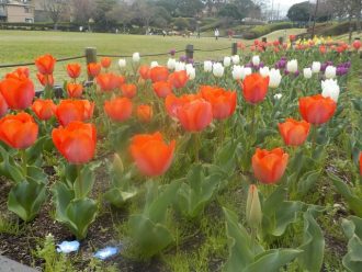 公園だより最新投稿写真