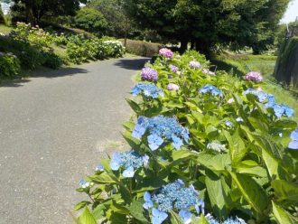 公園だより最新投稿写真