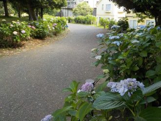 公園だより最新投稿写真