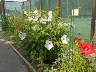 公園だより最新投稿写真