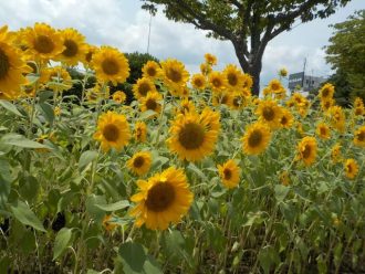 公園だより最新投稿写真