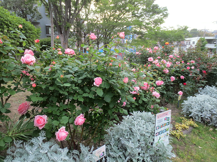 季節の花壇と手づくりのバラ園、アジサイロードの写真