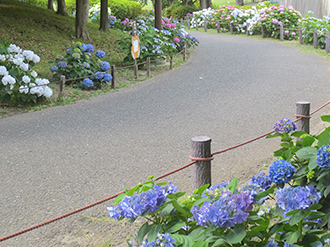 季節の花壇と手づくりのバラ園、アジサイロードの写真