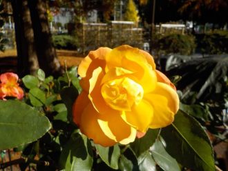 主催イベント:季節のバラの手入れ講座のお知らせの画像