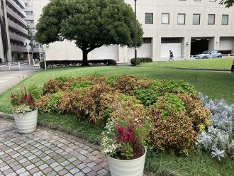 公園だより最新投稿写真