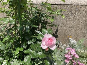 公園だより最新投稿写真