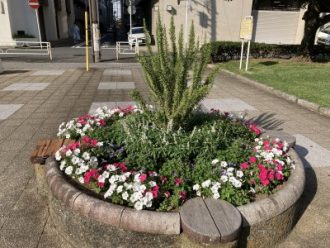 公園だより最新投稿写真