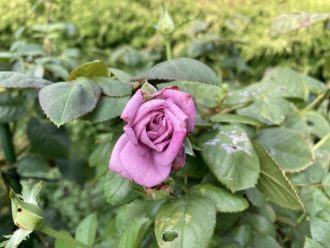 公園だより最新投稿写真
