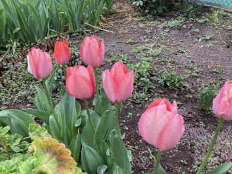 公園だより最新投稿写真