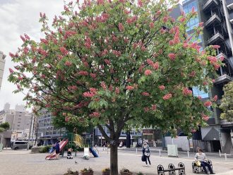 公園だより最新投稿写真