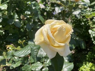 公園だより最新投稿写真