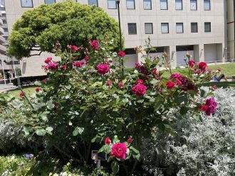 公園だより最新投稿写真