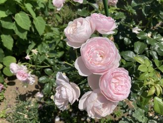 公園だより最新投稿写真
