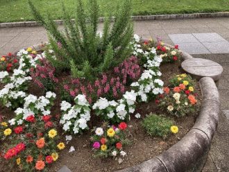 公園だより最新投稿写真