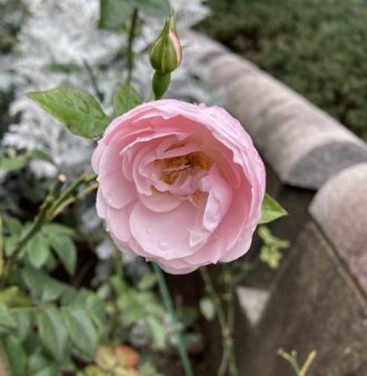 公園だより最新投稿写真