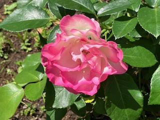 公園だより最新投稿写真