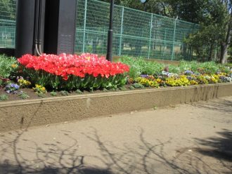 公園だより最新投稿写真