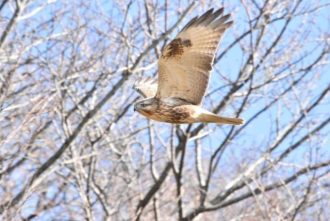 主催イベント:【募集中・Web申込有】第2弾!2026年1月19日(月)バードウォッチング開催の画像