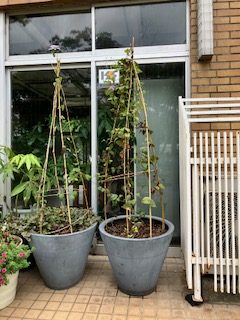 公園だより最新投稿写真