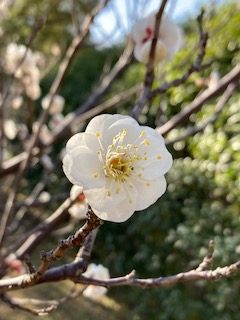 公園だより最新投稿写真