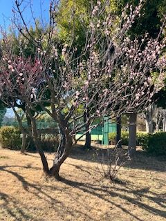 公園だより最新投稿写真