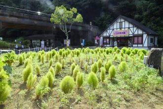 公園だより最新投稿写真